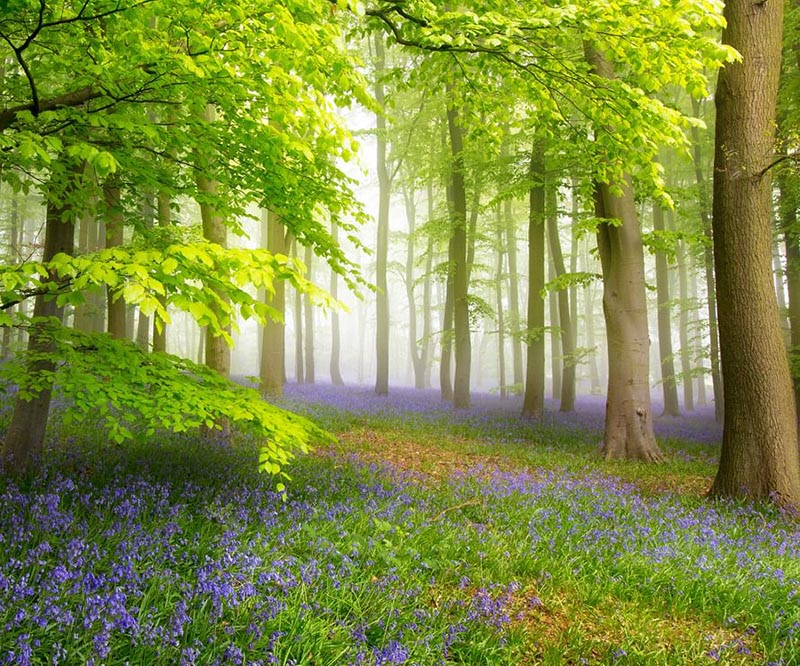 Wald im Frühling mit Blumenteppich mit blauen Blüten